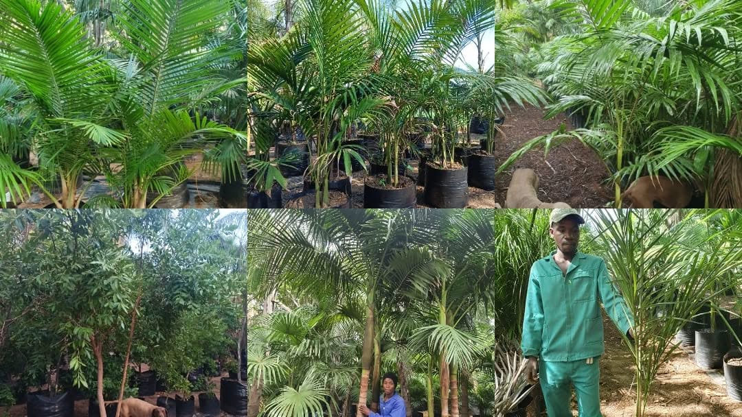 Palm & Tree World