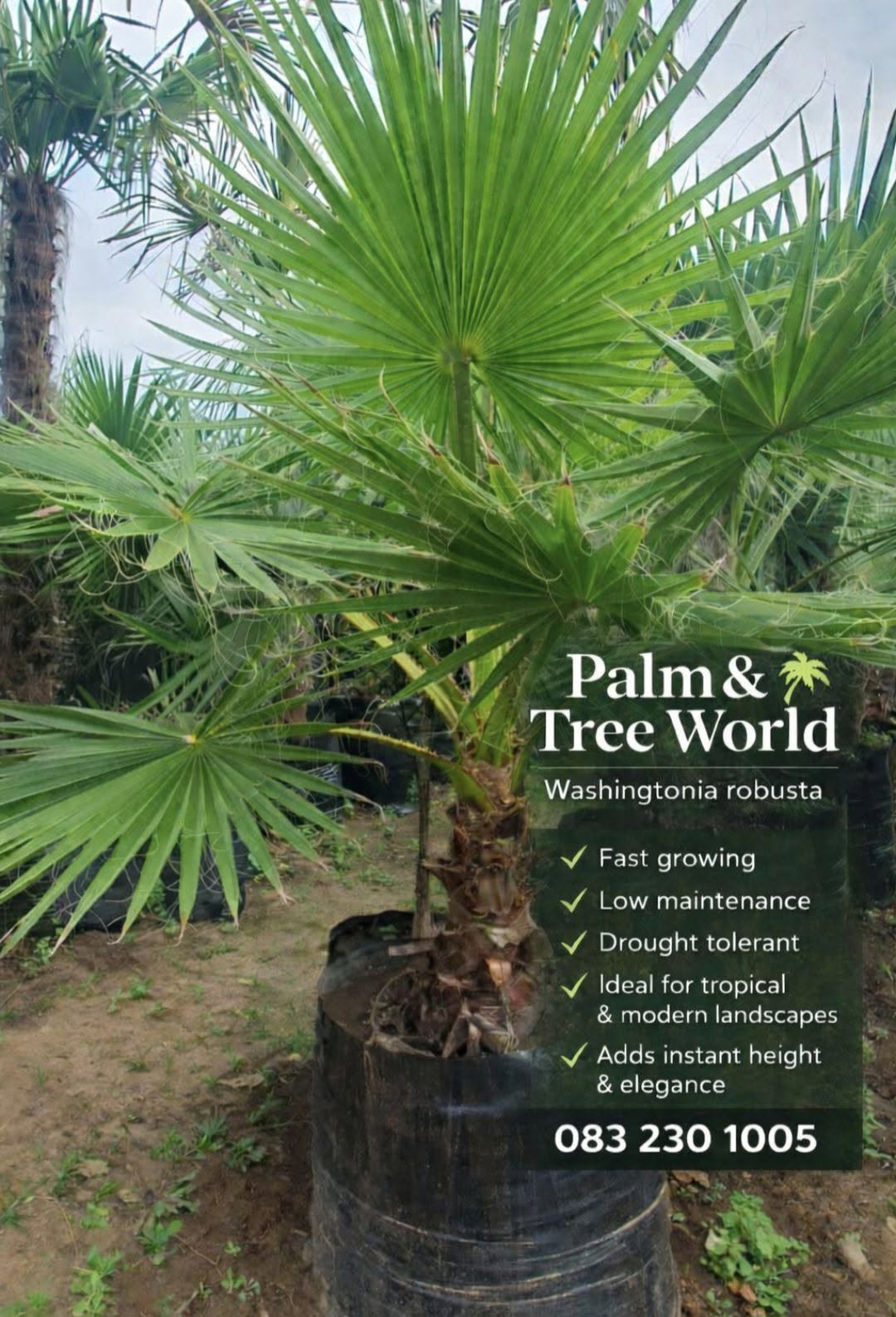 Palm & Tree World